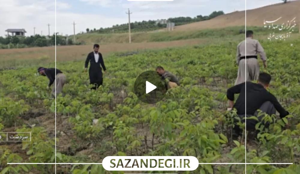 اشتغال زایی برای ۳۰۰ نفر با اجرای طرحهای بسیج سازندگی در سردشت