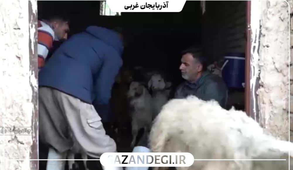 واکسینه و مایه کوبی دام ها به همت گروه جهادی سپاه در چالدران