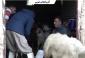واکسینه و مایه کوبی دام ها به همت گروه جهادی سپاه در چالدران